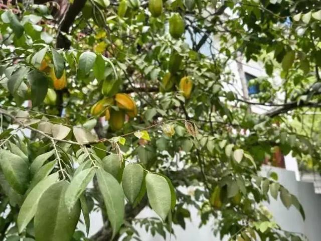 Casa / Sobrado em Condomínio para Venda em Sairé/PE Centro 6 Quartos
