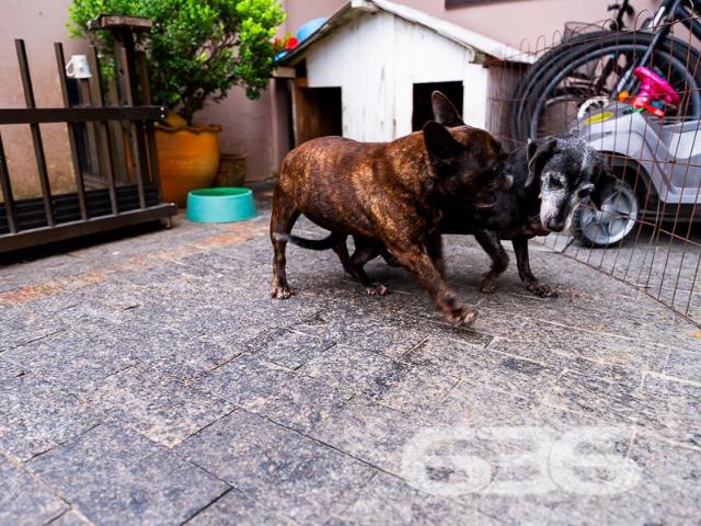 Casa / Sobrado para Venda em Joinville/SC Espinheiros 2 Quartos