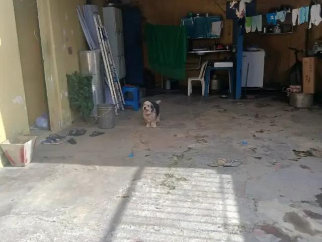 Casa / Sobrado para Venda em Manaus/AM Cidade Nova 2 Quartos