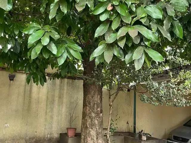 Casa / Sobrado para Venda em São Paulo/SP Jardim Santa Adelia 3 Quartos