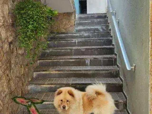 Casa / Sobrado para Venda em São Paulo/SP Jardim Regina 3 Quartos