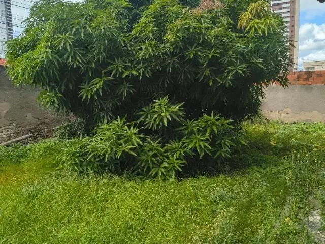 Casa / Sobrado para Locação em Feira de Santana/BA Santa Mônica 4 Quartos