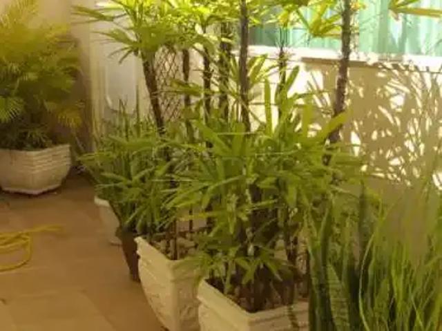 Casa / Sobrado para Locação em São Carlos/SP Centro 3 Quartos