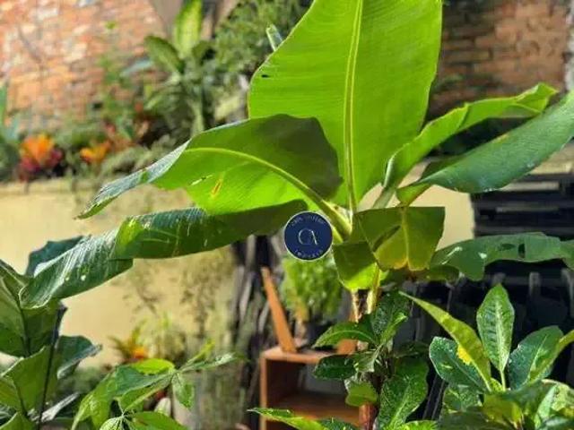 Casa / Sobrado para Locação em São Paulo/SP Barra Funda 2 Quartos