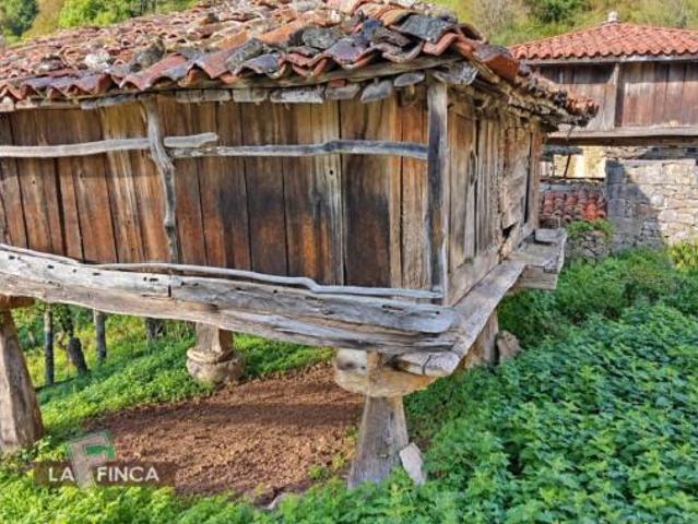 Casa Venta Belmonte de Miranda, Abedul
