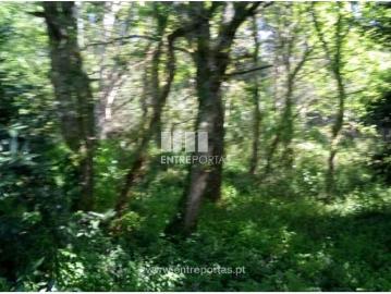 Afife, Viana do Castelo, Distrito de Viana do Castelo