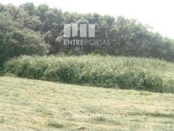 Afife, Viana do Castelo, Distrito de Viana do Castelo