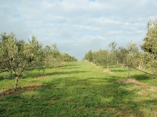 Casale con oliveto vicino a Grosseto in vendita a Grosseto 220m² Grosseto