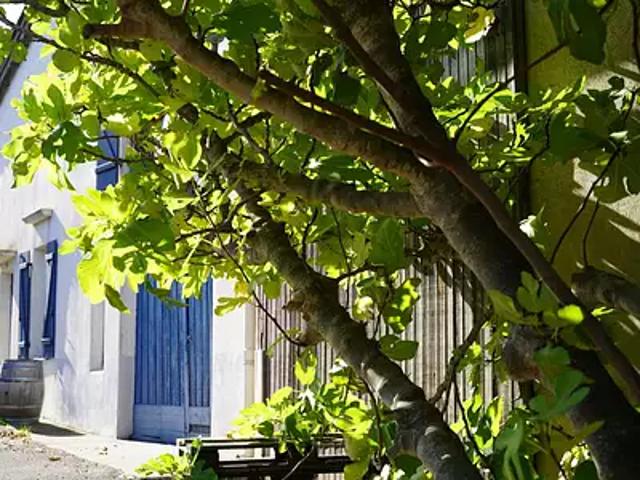 Cascastel des Corbières 11360 Achat / Vente maison 5 pièces t5 piscine jardin