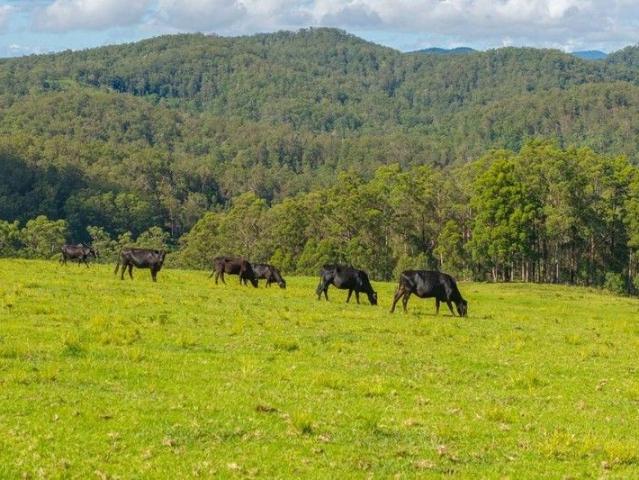 CATTLE