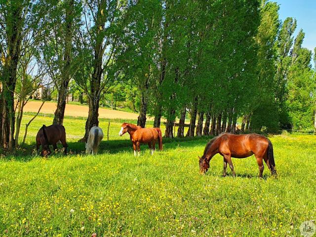 Centre Équestre en Lot Et Garonne 90m² Villeréal
