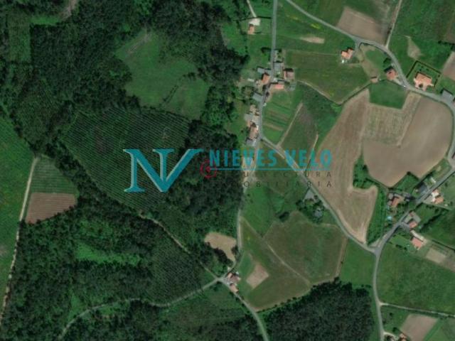 Cerqueda: Monte de 8324 m2 con plantación de eucalipto