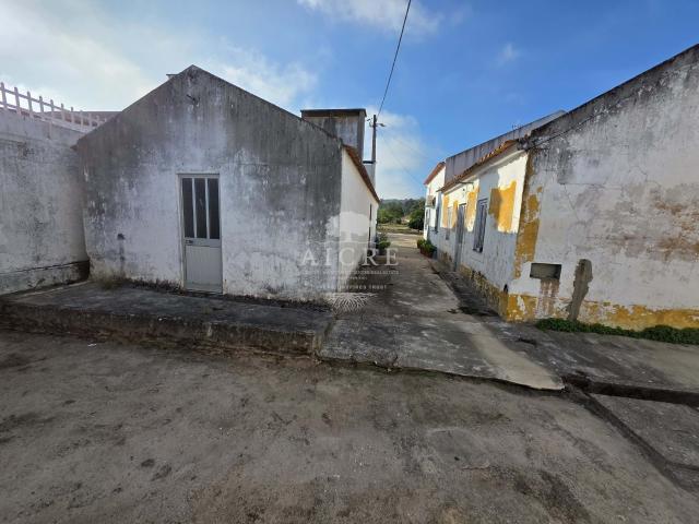 Chouto perto da Chamusca