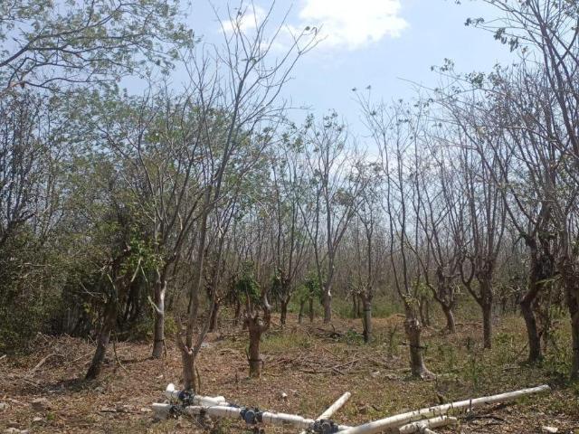 CHABIHAU 6 HECTAREAS A 7 KMS. DE LA PLAYA