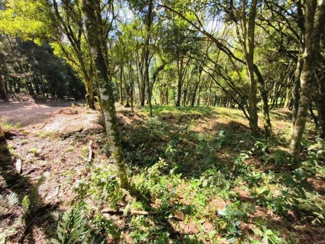 Imóvel rural de 3000 m² à venda em Mandirituba