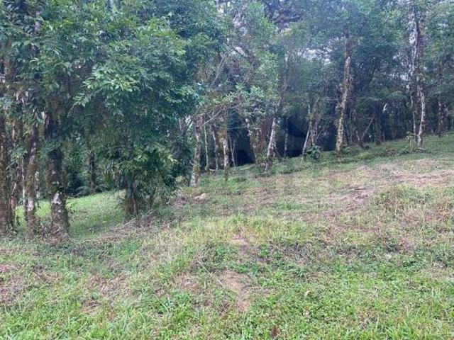 Chácara – Oportunidade imperdível em Quatro Barras / PR!