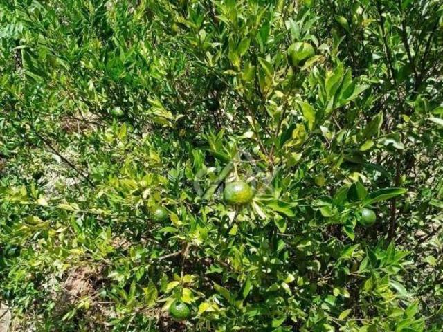 Chácara à venda, 1500 m² por R$ 202.000,00 Agua das flores Jataizinho/PR