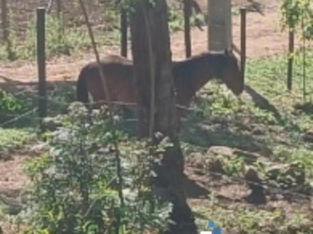 Chácara à venda em Mandirituba PR, 3000,00 m² de área: a oportunidade que você estava procurando!