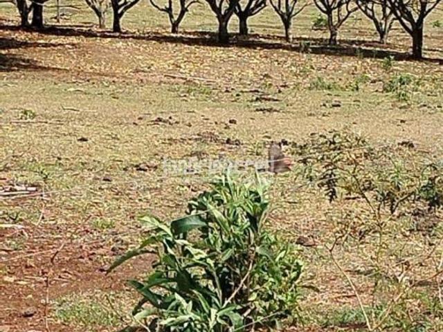 Chácara à Venda em Rural, Uraí PR