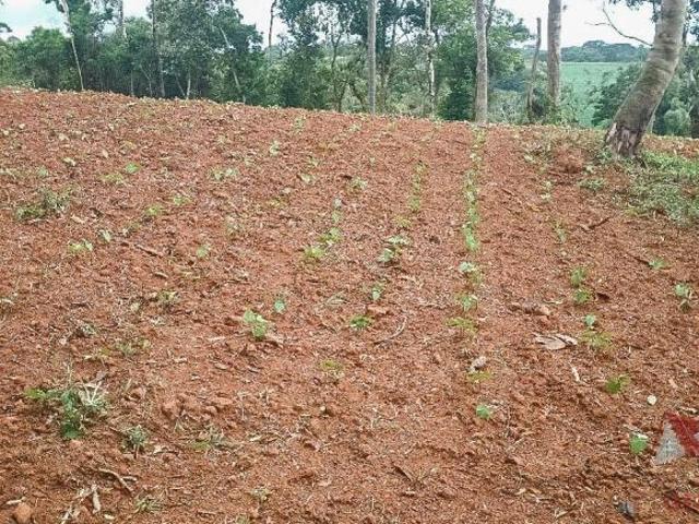 Chácara à Venda sem benfeitorias em São José dos Pinhais