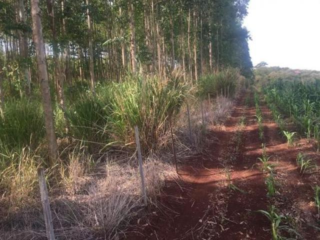 Chácara com 19,63 há de Ativo Florestal e Padtagem dupla aptidão no PR – 16.000 Sacas de Soja [5 a