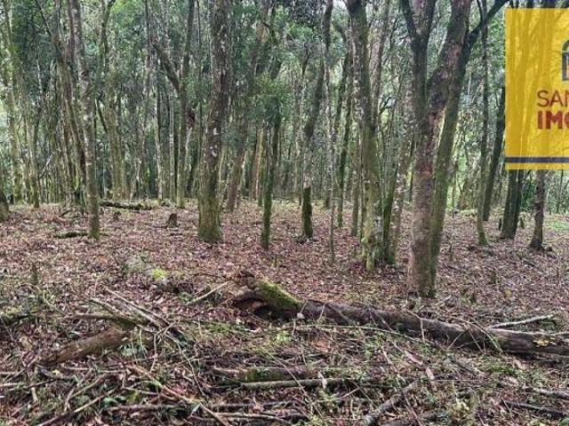 Chácara com 1 dormitório à venda, 20000 m² por R$ 590.000,00 São Caetano Balsa Nova/PR