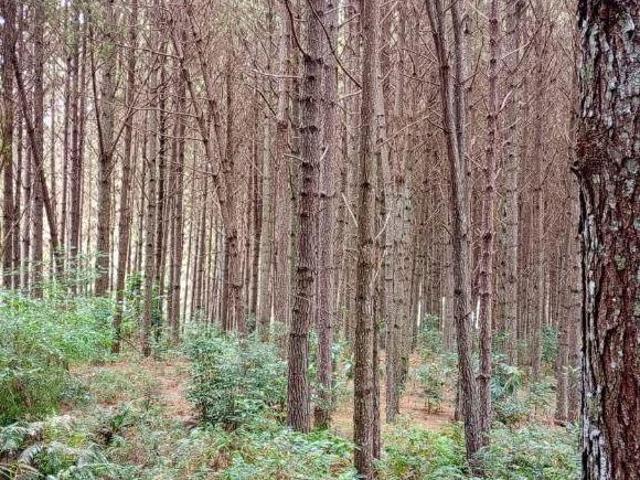 Chácara com 2 dormitórios à venda, 333960 m² por R$ 7.000.000,00 Areia Branca Mandirituba/PR