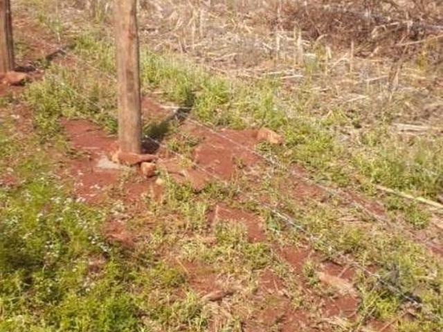 Chácara com 3 dormitórios à venda, 5956 m² por R$ 360.000,00 Zona Rural Assaí/PR