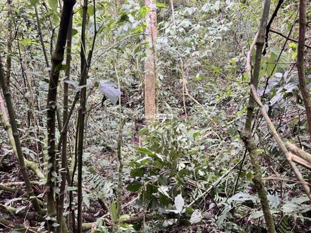 CHÁCARA COM RIACHO E POÇO PARA BANHO EM IGREJINHA RS | R$150 MIL