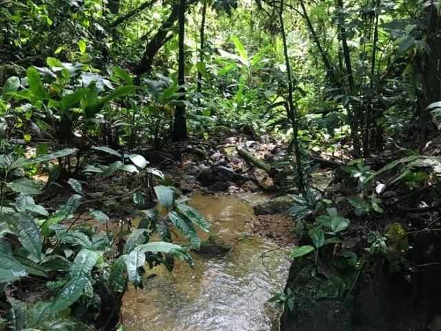Chácara de 10,4 hectares na Estrada da Graciosa: nascentes, riacho e vista