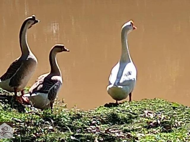 Chácara dos sonhos, com açude, água em abundancia, Farroupilha / Alto Feliz, RS