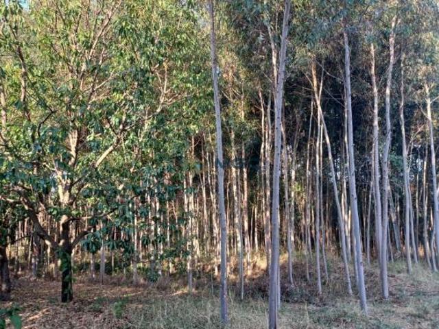Chácara dos Sonhos em Nova Esperança Produtividade e Natureza em Harmonia!