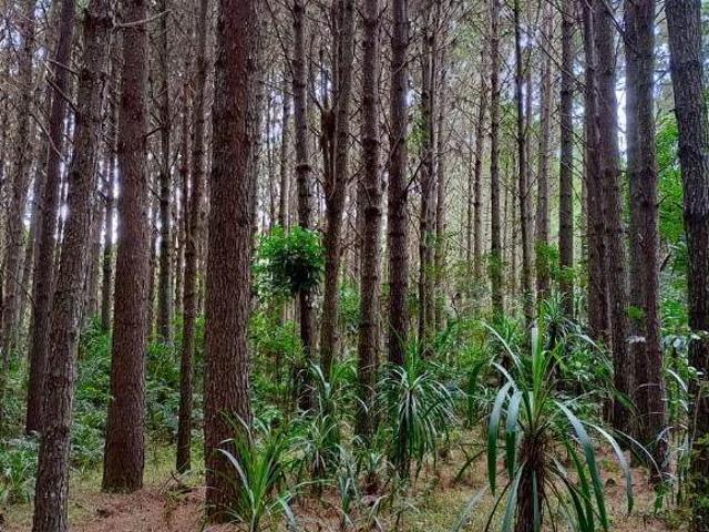 Chácara em Areia Branca, Mandirituba/PR de 300m² 2 quartos à venda por R$ 7.000.000,00