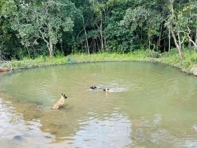 VENDO FAZENDA EM COCALZINHO DE GOIÁS COM ÁGUA CURRAL CASAS PLANTAÇÕES DE UVA CHIQUEIRO COMPLETA AC