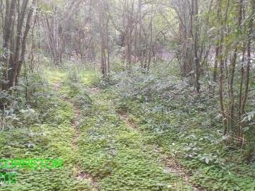 Chacara, Esperança, Maratá, RS