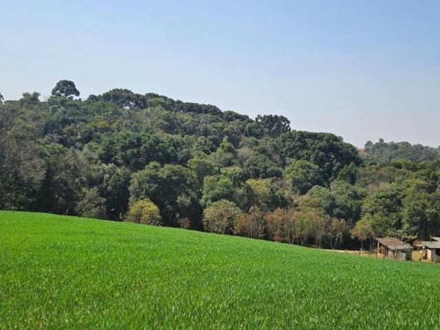 Chácara para venda em Capela Velha de 20000.00m² com 1 Quarto