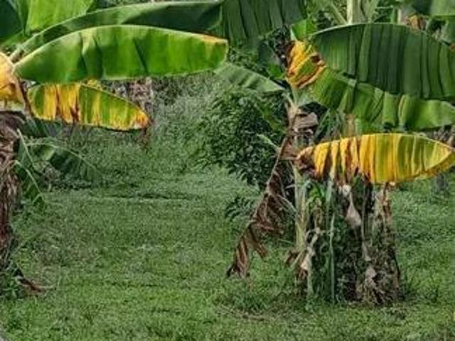 Chácara para venda em Centro, Serra Azul