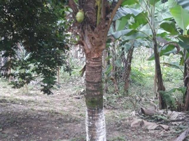 Chácara para venda em Centro, Ubatuba