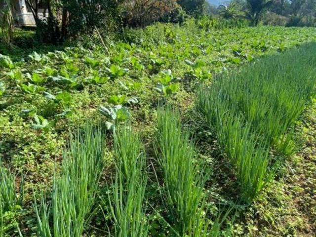 Chácara para venda em Antonina
