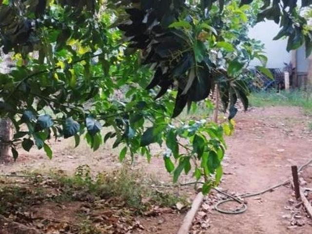 Chácara para Venda em Álvares Machado, CHÁCARA ARTHUR BOIGUES, 3 dormitórios, 1 banheiro, 1 vaga