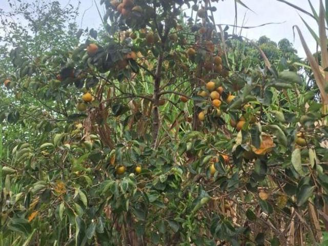 Chácara para venda em Alvorada do Sul