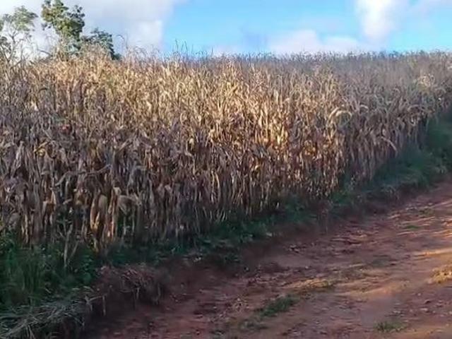 Chácara para venda em Área Rural Areia Branca dos Assis, M