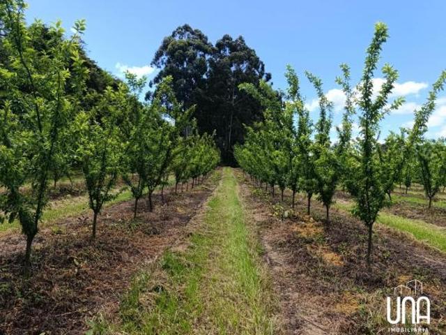 Chácara para venda em Área Rural de Bento Gonçalves, Bento G