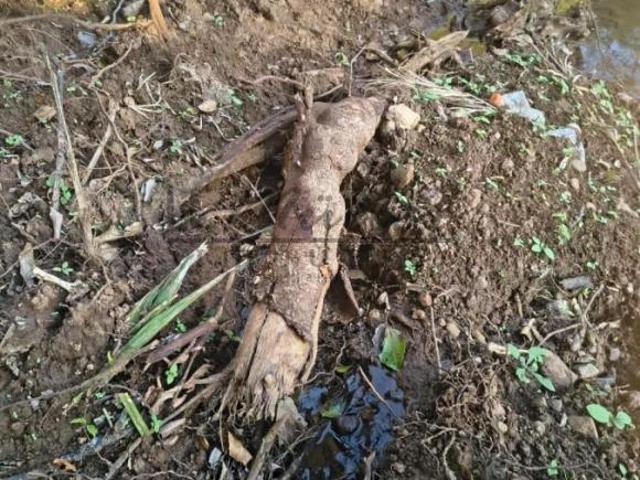 Chácara para venda em Boa Vista, Santa Cruz do Sul