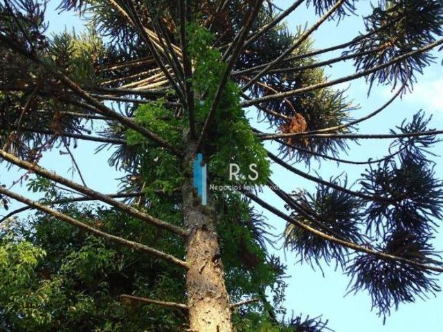 Chácara para venda em Engenho Seco, Louveira