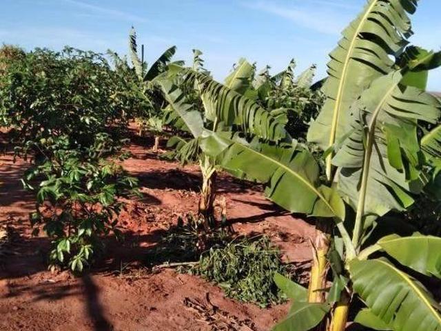 Chácara para venda em Iguaraçu