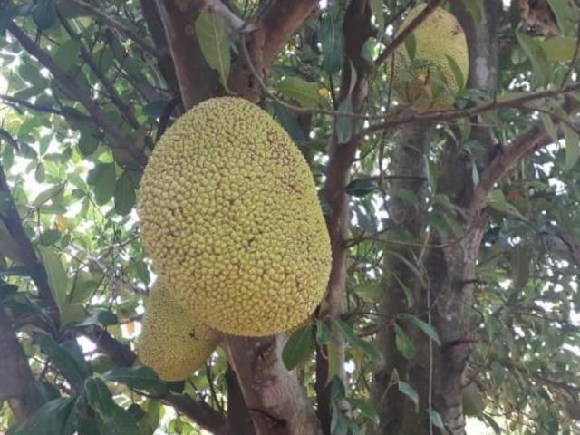 Chácara para venda em Limeira
