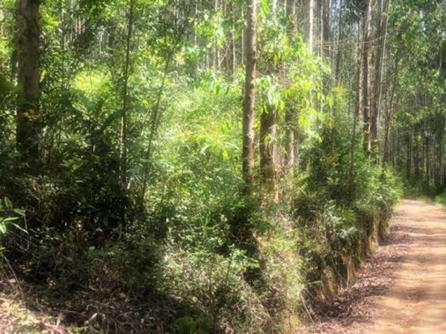 Chácara para Venda em Mandirituba, Quatro Pinheiros