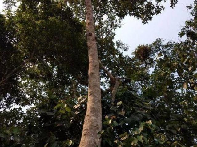 Chácara para venda em Miracatu