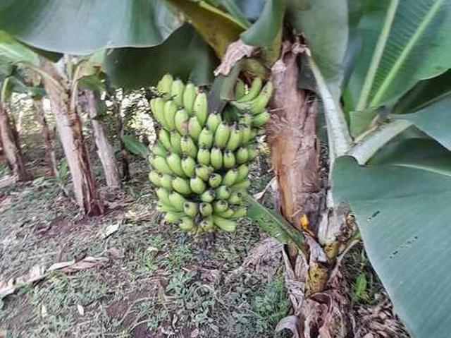 Chácara para Venda em Socorro, 4 dormitórios, 2 suítes, 3 banheiros, 6 vagas